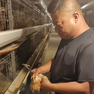 HENGQI HQYC-144 Nouvelles cages d'élevage automatiques, chauffages, système d'abreuvement par tétine, acier galvanisé, longue durée de vie 15-20 ans, pour poussins d'un jour - Product Image 5