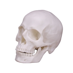 Halloween Trang Trí Nhựa Sọ Người Sọ Mô Hình Giáng Sinh Sáng Tạo Trang Trí Trang Trí Đầy Đủ Màu Trắng Nhựa Sọ - Product Image 5