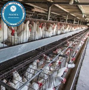 Jaula para Aves de Corral de 10000 Gallinas, Técnica de Malla Soldada, Pantalla Curvada Directamente, Fábrica de Guangzhou, Mercado de Ghana - Product Image 4