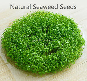 OEM ODM naturale biologico fai da te facile da usare naturale maschera di gelatina di alghe in polvere alga Peeling maschera facciale 100% foglio di alghe maschera - Product Image 6