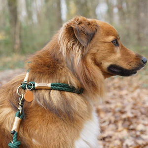 Collar de Adiestramiento para Perros, Collar de <span class=keywords><strong>Nylon</strong></span> con Cierre Deslizante, Collar Martingale Redondo Antitirones para Perros Pequeños, Medianos y Grandes - Product Image 5