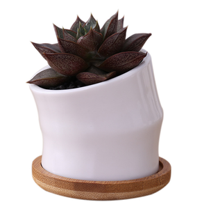 Macetas <span class=keywords><strong>de</strong></span> cerámica <span class=keywords><strong>de</strong></span> tamaño Mini con bandeja <span class=keywords><strong>de</strong></span> bambú, maceta blanca brillante para macetas <span class=keywords><strong>de</strong></span> <span class=keywords><strong>Cactus</strong></span> <span class=keywords><strong>suculentas</strong></span> con agujero, superventas - Product Image 5