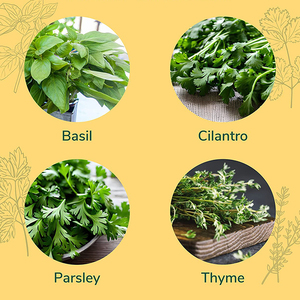 Kit per Coltivazione Domestica di Erbe Aromatiche CoCo Micro, <span class=keywords><strong>Giardino</strong></span> di Erbe Naturali Essiccate, Certificato USDA Biologico - Product Image 4