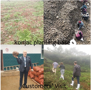 Arroz de avena Konjac, alimentos dietéticos Keto, alimentos saludables bajos en calorías, arroz de avena blanco sin grasa, arroz de avena Konjac orgánico - Product Image 6