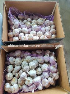 Alho Fresco Roxo em Saco de 5kg Embalagem a Granel Atacado - Product Image 6