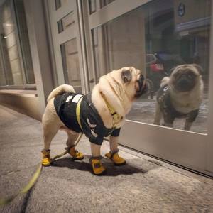 Chaussures pour <span class=keywords><strong>chien</strong></span> d'hiver super chaudes 4 pièces/ensemble Bottes pour <span class=keywords><strong>chien</strong></span> en cuir antidérapantes XS <span class=keywords><strong>XXL</strong></span> Chaussures pour petit <span class=keywords><strong>chien</strong></span> Produit pour animaux de compagnie Chihuahua Imperméable - Product Image 2