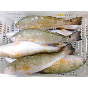 <span class=keywords><strong>Poisson</strong></span> Rouge Congelé en Gros à <span class=keywords><strong>Prix</strong></span> Abordable - <span class=keywords><strong>Prix</strong></span> de Gros pour <span class=keywords><strong>Poisson</strong></span> Rouge Congelé - Product Image 4