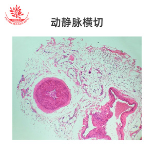 Biological <b>microscope</b> specimens are clearly visible, with typical structures and uniform staining. Biological laboratory, - Product Image 2