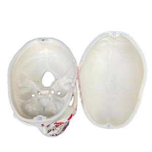 Mini modelo de cráneo blanco 1/2 con puntos de anclaje muscular - Herramienta educativa de anatomía - Product Image 6