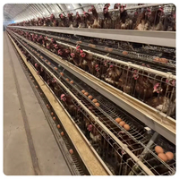 Bâtiment d'élevage de poules pondeuses et poulailler en structure légère en acier, bâtiment agricole