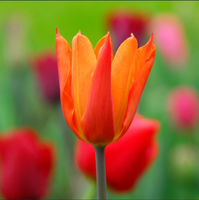 Fabuleuse collection de bulbes de tulipes parfumés Kit de fleurs de jardin Pack Apportez l'odeur de printemps à votre espace extérieur pour un usage domestique