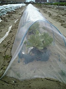 Copertura in Plastica Trasparente Perforata di Alta Qualità <span class=keywords><strong>per</strong></span> <span class=keywords><strong>Serre</strong></span> - Product Image 5