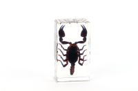 Presse-papiers en résine artisanale avec spécimens d'insectes, scorpions et autres animaux, présentoirs scientifiques faits à la main en résine transparente, taxidermie d'insectes
