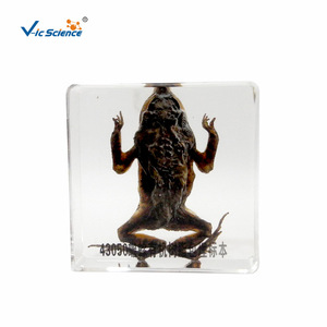 Spécimens de grenouilles et de crapauds, spécimens en résine organique transparente, aides pédagogiques scientifiques et éducatives, imitation ambre - Product Image 5