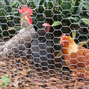 Malla Hexagonal Tipo <span class=keywords><strong>Gallinero</strong></span>, Malla de <span class=keywords><strong>Alambre</strong></span> Hexagonal, Valla Galvanizada en Caliente para Jaulas de Pollo, Malla para Aves de Corral, Venta Caliente - Product Image 2