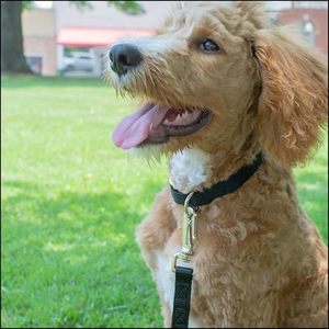 Collier de chien en nylon réglable Collier pour animaux de compagnie <span class=keywords><strong>1</strong></span> pouce 3/4 pouce <span class=keywords><strong>5</strong></span>/8 pouce de large pour chien de grande taille moyen petit - Product Image 2