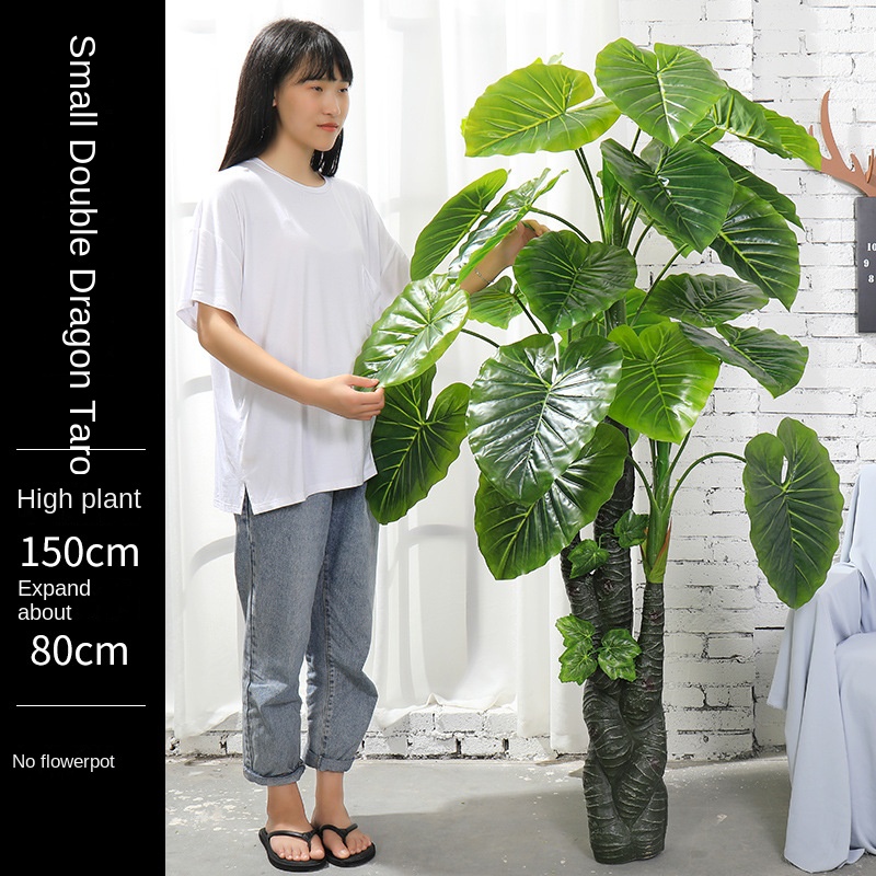 green 1.5 meter Small Double Dragon Immortal Taro Tree (No Pot)