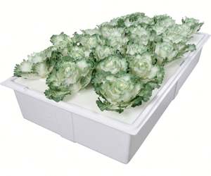 Bac hydroponique en plastique personnalisé avec couvercle pour la culture de légumes, service de découpe disponible - Product Image 3