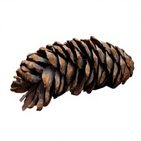 Meilleure Qualité Vente en Gros Écologique Fleurs de Pin Séché Stroboscopique de 7 Pouces Plantes Décoration Naturelle pour la Maison Vase Cloche Toutes Occasions en Gros ZENX