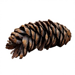 Vases en cloche de 7 pouces en pin sec, fleurs et plantes naturelles, décoration d'intérieur écologique de qualité supérieure, vente en gros, pour toutes les occasions - Product Image 1