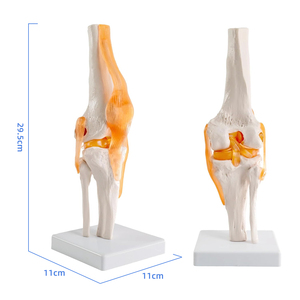 Chức năng đầu gối Doanh Mô hình giải phẫu frt029 bao gồm dây chằng Chức năng kích thước thật Skeleton khoa học y tế Mô hình giải phẫu - Product Image 3