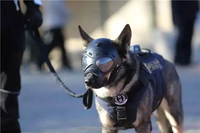 Casque ONETHINGCAM K9 pour chien avec caméra vidéo 4G en direct et fonction audio