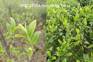 Thé Oolong Pêche Saveur Beauté <span class=keywords><strong>Mitao</strong></span> Fujian Biologique Frais Fermenté Premium en Vrac Sachet Sous Vide - Product Image 6