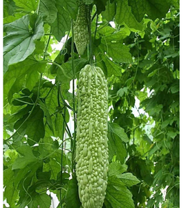 Ku gua pian Natural dry green color melone amaro momordica fruits tagli per slim tea drink - Product Image 2