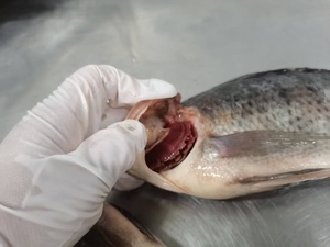 Fábrica <span class=keywords><strong>de</strong></span> Tilapia Congelada <span class=keywords><strong>de</strong></span> China, Tilapia Negra Entera Viva, Precio al por Mayor, Proveedor <span class=keywords><strong>de</strong></span> <span class=keywords><strong>Pescado</strong></span> Congelado para Exportación - Product Image 2