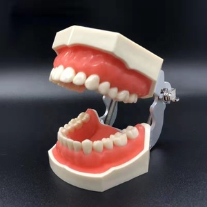 Modèle dentaire supérieur complet Sandra Dental Tw01 pour l'enseignement des dents remplaçées - Acier inoxydable et acrylique - Product Image 3