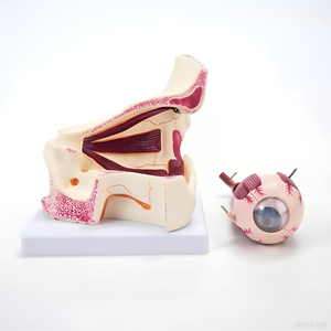 Modelo Anatómico Ampliado <span class=keywords><strong>del</strong></span> <span class=keywords><strong>Ojo</strong></span> Humano y <span class=keywords><strong>la</strong></span> Órbita, Modelo <span class=keywords><strong>de</strong></span> <span class=keywords><strong>la</strong></span> Estructura <span class=keywords><strong>del</strong></span> <span class=keywords><strong>Ojo</strong></span> para <span class=keywords><strong>la</strong></span> Enseñanza Médica - Product Image 3