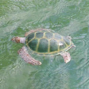 Dekorasi Kolam Taman Kustom Grosir Patung Kura-kura Ukuran Hidup Taman Resin