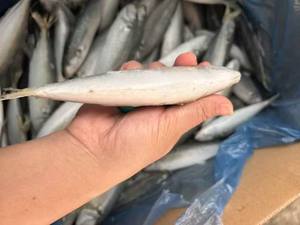 P1132 arazi dondurulmuş Scad balık küçük boy üretici balık 140-160 adet dondurulmuş Scad 50-60g - Product Image 5