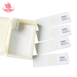 Leptospira, bactéries Leptospira, faculté de médecine, microbiologie, examen de pathogénicité, étude, recherche, lamelle microscopique - Product Image 1