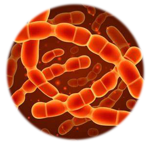Hochwertiges gefrier getrocknetes Probiotika-Pulver <span class=keywords><strong>Lactococcus</strong></span> <span class=keywords><strong>lactis</strong></span> - Product Image 4
