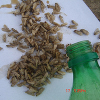 Appât liquide écologique à phéromones pour la lutte contre les ravageurs agricoles : Spodoptera Exigua (ver de la betterave)