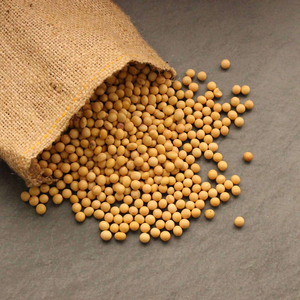Soja Tanzana Premium Sin OMG, Alta en Proteínas, de Origen Agrícola Natural - Product Image 2