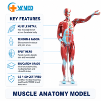 Modèle anatomique du corps humain complet de 80 cm pour l'enseignement des sciences médicales, avec 27 parties, structure musculaire, certifié CE/ISO
