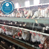 Nid de ponte à 24 trous pour poules pondeuses, en treillis soudé, équipement de cage à poules, clôture agricole en fil métallique - Directement de l'usine de Guangzhou