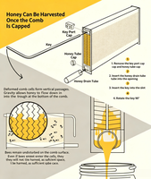 USMILEPET Casa de Colmena Automática de Madera para Abejas, Casa Automática para Abejas de Miel, Equipo de Apicultura, Colmena de Flujo Automático