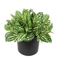 Feuillage artificiel de Peperomia Melon d'eau en brins pour la décoration murale végétale et les arrangements en pot