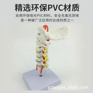 Modèle neuro-orthopédique de colonne cervicale humaine naturelle de grande taille avec artère carotide, disque intervertébral et os occipital - Product Image 4