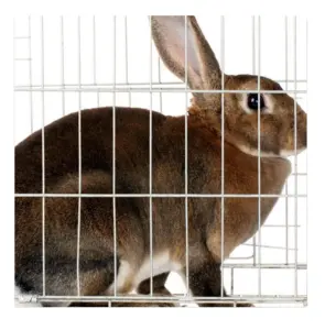 산업과 상업을 위한 쉬운 청결한 토끼 lapin 감금소