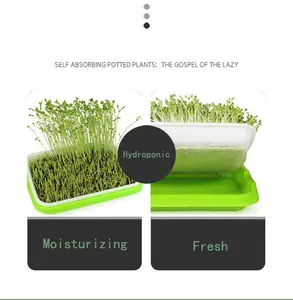 Bean Sprout Plate Household Seedling Pot Seedling Planting Plate Sprout Vegetable Seedling Tray Wholesale