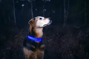 Vente directe d'usine vente chaude LED clignotant collier pour animaux de compagnie collier de <span class=keywords><strong>chien</strong></span> lumineux pour la sécurité marche animal de compagnie et contre l'animal perdu - Product Image 3
