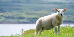 Kit per Test rapido Plasma sanguigno siero sangue anticorpo per ovini/caprini Brucella - Product Image 5