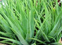 POLVO DE ALOE VERA ORGANICO Y NATURAL DE NUEVA CULTIVA CON PRECIO COMPETITIVO