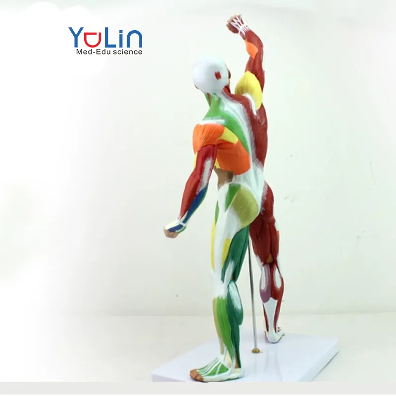 Medical education teaching research 50cm color movement human muscle model