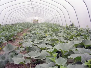 Low Cost Single-span Film Plastic Tunnel Agricultural Greenhouses