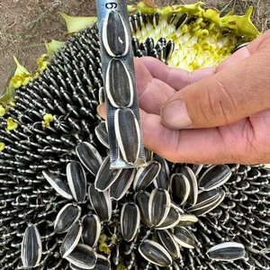 <span class=keywords><strong>Semillas</strong></span> <span class=keywords><strong>de</strong></span> <span class=keywords><strong>Girasol</strong></span> Secas Crudas <span class=keywords><strong>de</strong></span> Alta Calidad para Extracción <span class=keywords><strong>de</strong></span> Aceite y Uso Alimentario, Cultivadas Orgánicamente en Mongolia Interior (Venta al por Mayor) - Product Image 3